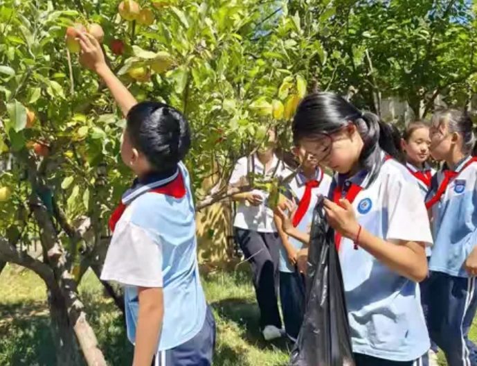 东营市丽景小学校园苹果采摘实践活动